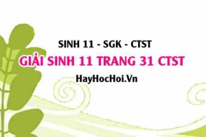 Giải Sinh 11 trang 31 Chân trời sáng tạo SGK